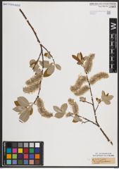 Foto von Salix caprea L.